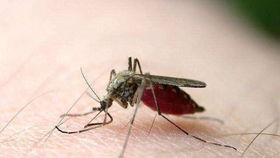 爆料大蚊子的视频大全播放